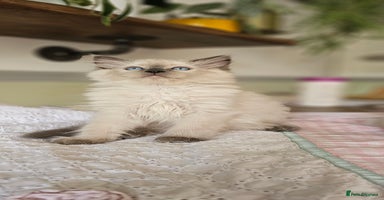 Ragdoll cats - Advert 2