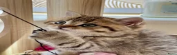 British Shorthair cats for sale: 🏆😍 Irresistible Golden Chinchilla’s Mini BSH🏆😍 - Advert 7