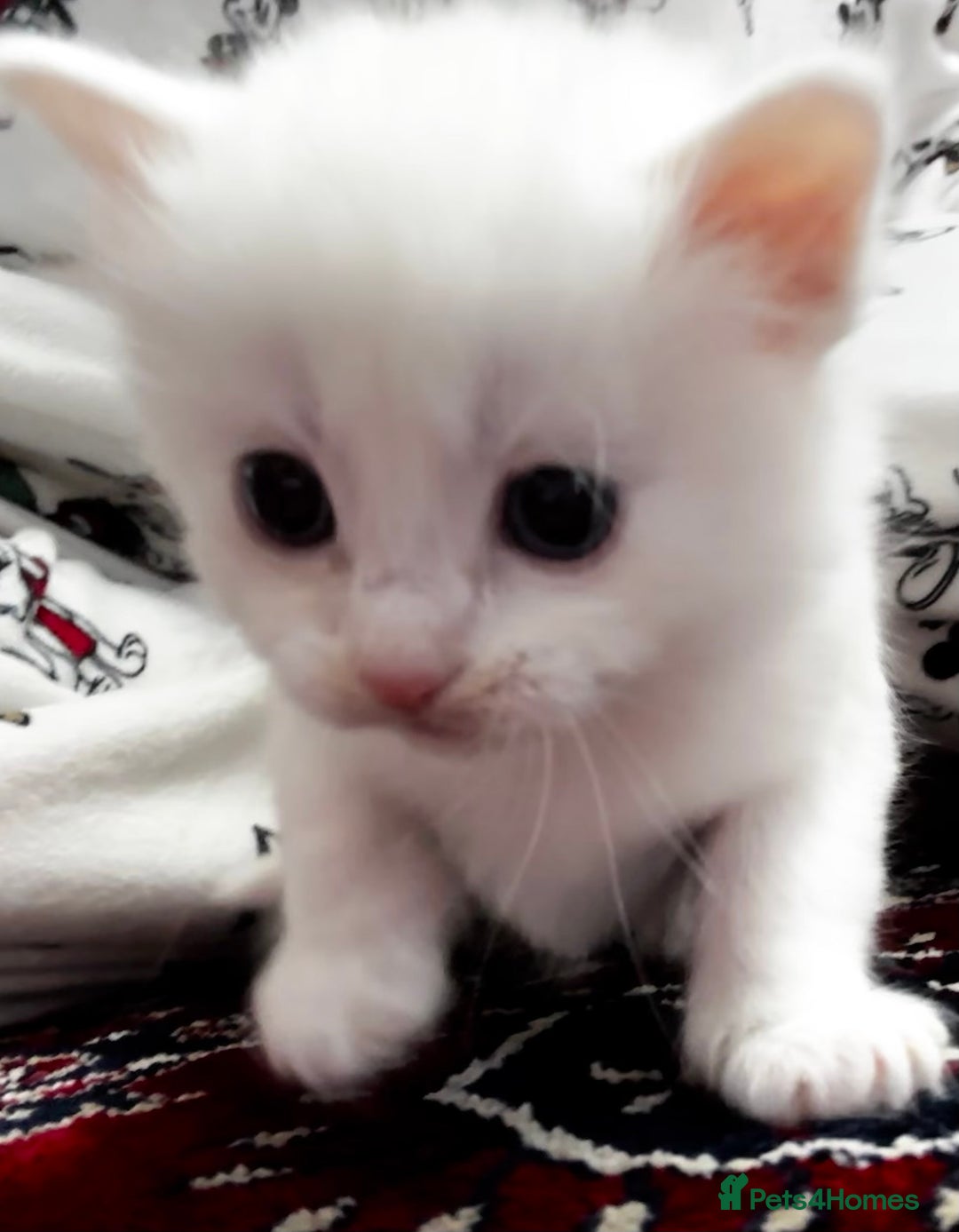 Siamese cats for sale: Siamese x russian blue kittens - Advert 13