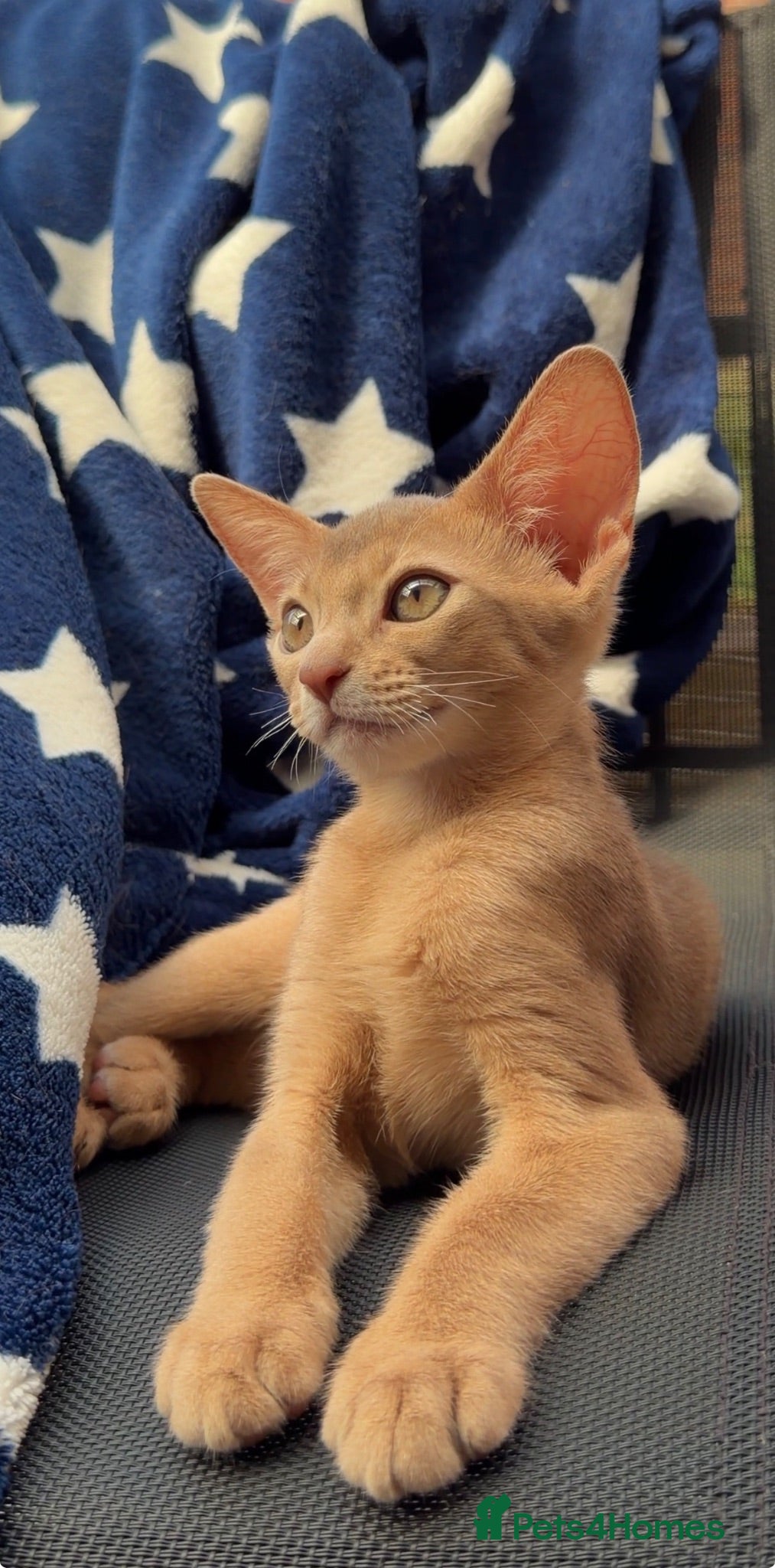 Abyssinian cats Beautiful GCCF Registered Abyssinian Kittens 💙❤️ - Advert 2