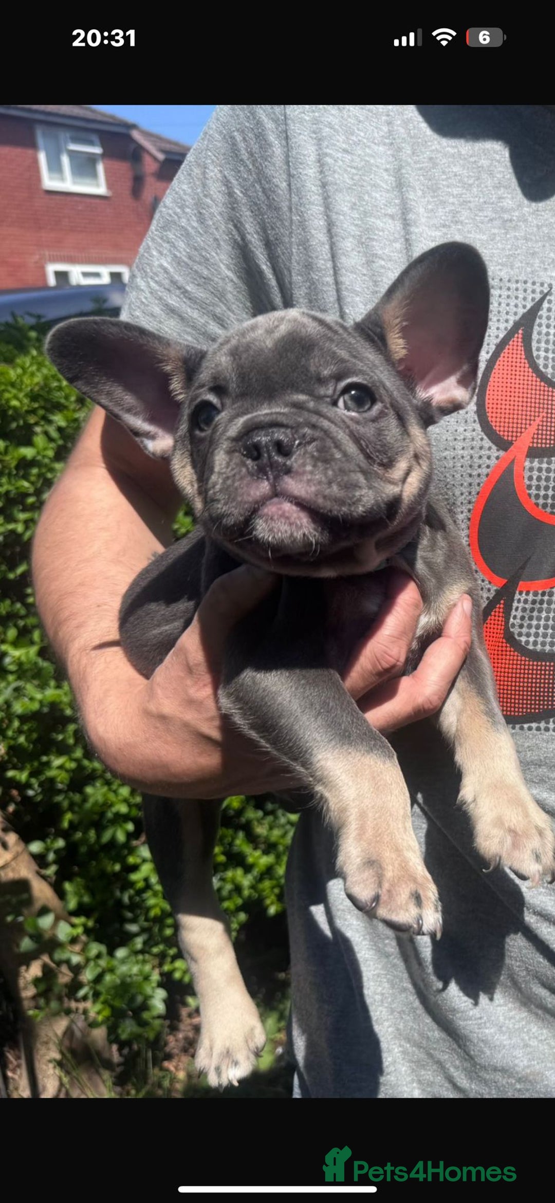 French Bulldog dogs for sale: French bulldog puppy  - Image 2