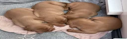 Hungarian Vizsla dogs for sale: Hookside Hungarian Viszla Puppies - Advert 16