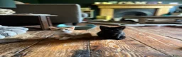 Mixed Breed cats for sale: Four varied mixed breed kittens - Advert 25