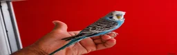 Budgerigars birds for sale: Super silly hand tamed baby budgies  - Advert 6