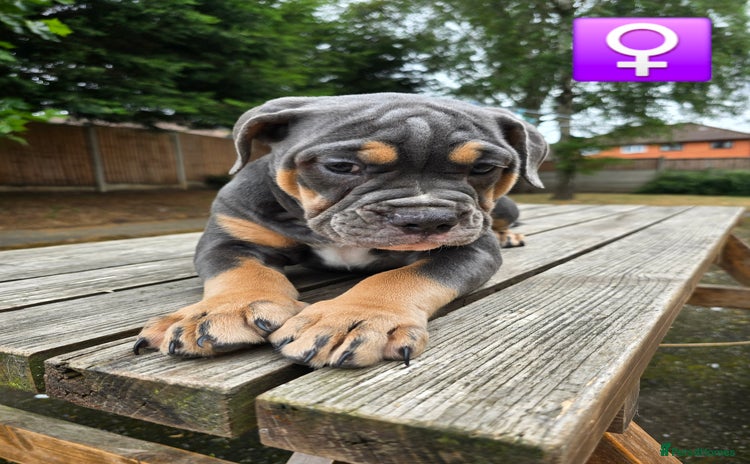 Olde English Bulldogge dogs in Kidderminster - Advert 1
