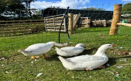 Geese poultry for sale: Pure Embden Goslings - Image 3