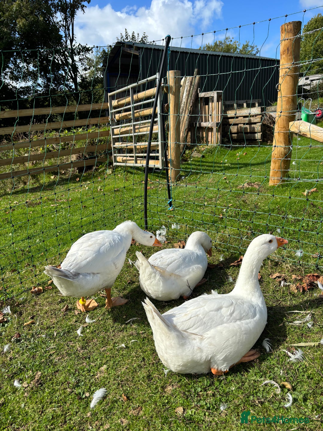 Geese poultry for sale: Pure Embden Goslings - Image 3