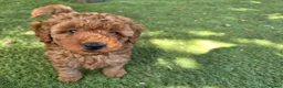 Toy Poodle dogs for sale: Red toy poodle puppies for sale - Advert 9