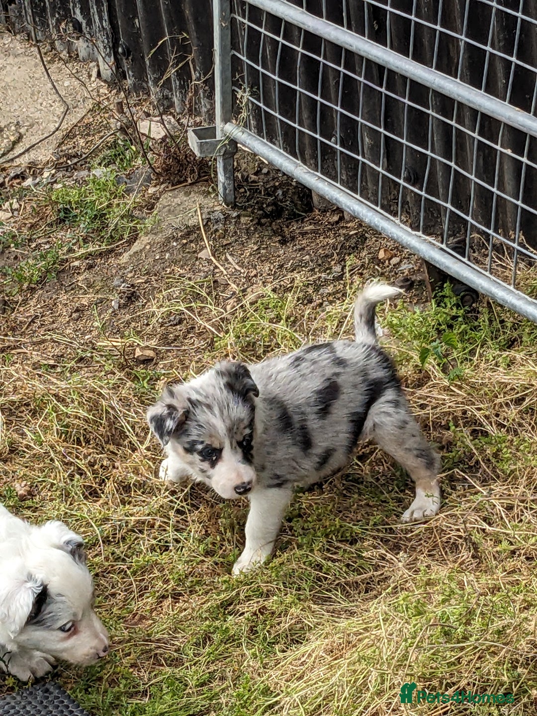 Border Collie dogs for sale: Border Collie puppies  - Image 4