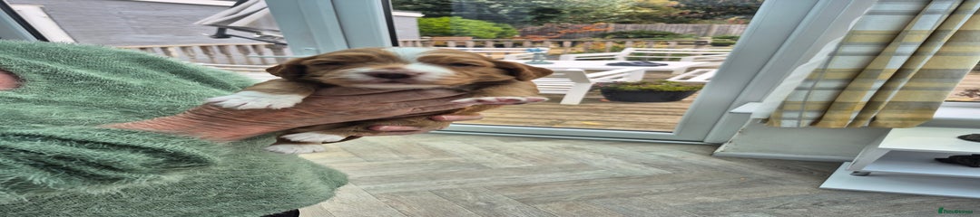 Cocker Spaniel Puppy 2