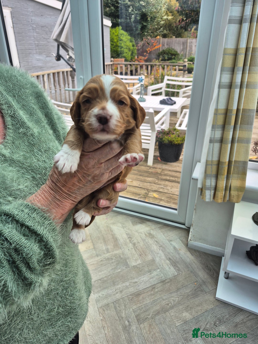Cocker Spaniel dogs for sale: 5 gorgeous male working cocker spaniel puppies  - Image 7