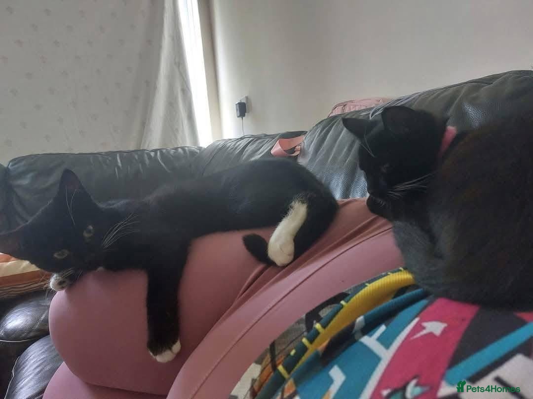 Domestic Shorthair cats for sale: Black and white cat  - Image 8