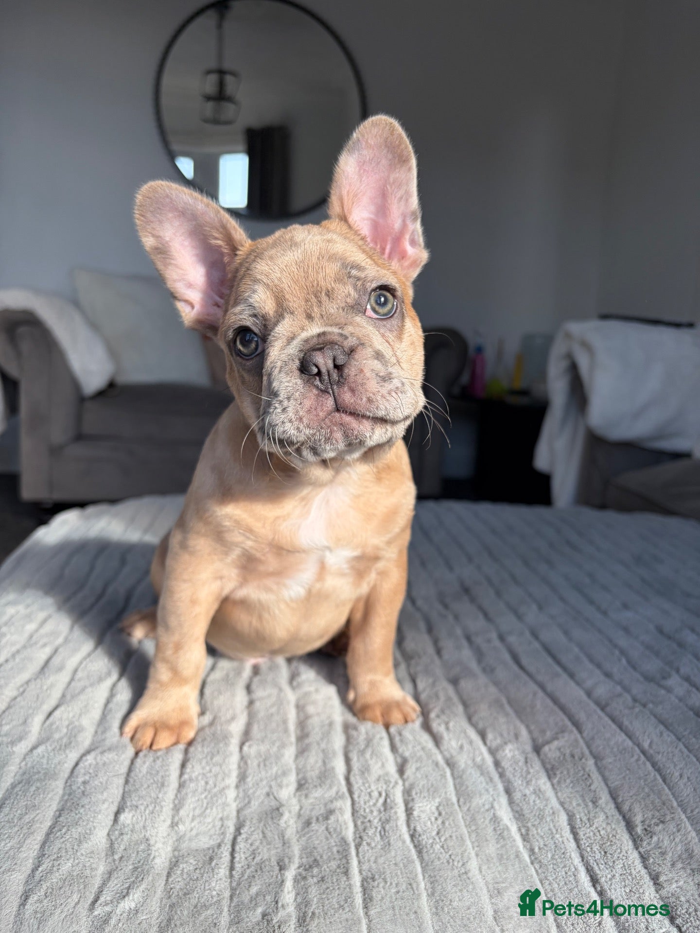 French Bulldog dogs Ready to go! 3 frenchie puppies left - Advert 22