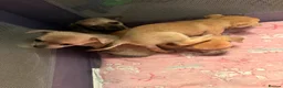 Chihuahua dogs for sale: Chihuahua puppies for sale  in Carlisle - Advert 4
