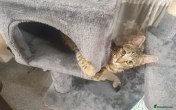 Mixed Breed cats for sale: Cat to rehome - Image 8