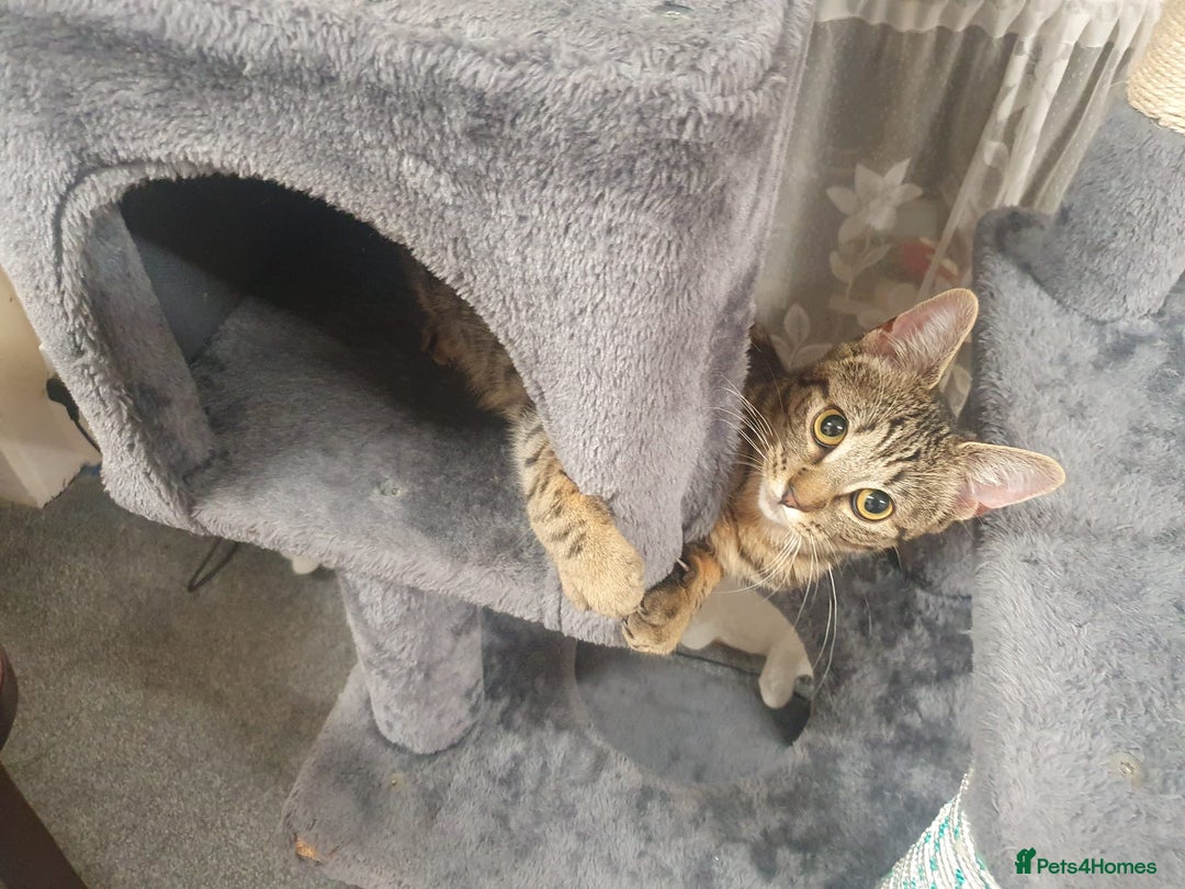 Mixed Breed cats for sale: Cat to rehome - Image 8