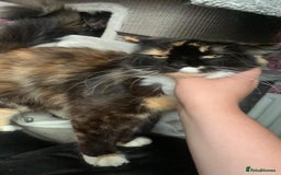 Maine Coon cats for sale: Maine Coon Kittens. Vaccinated. READY NOW  - Image 9