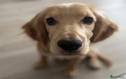 Cocker Spaniel dogs for sale: Cocker spaniel - Image 5