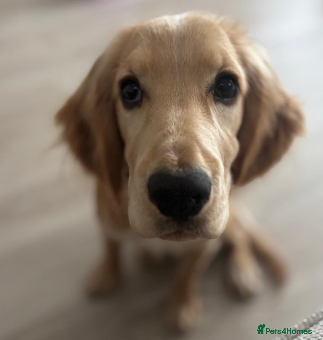 Cocker Spaniel dogs for sale: Cocker spaniel - Image 5