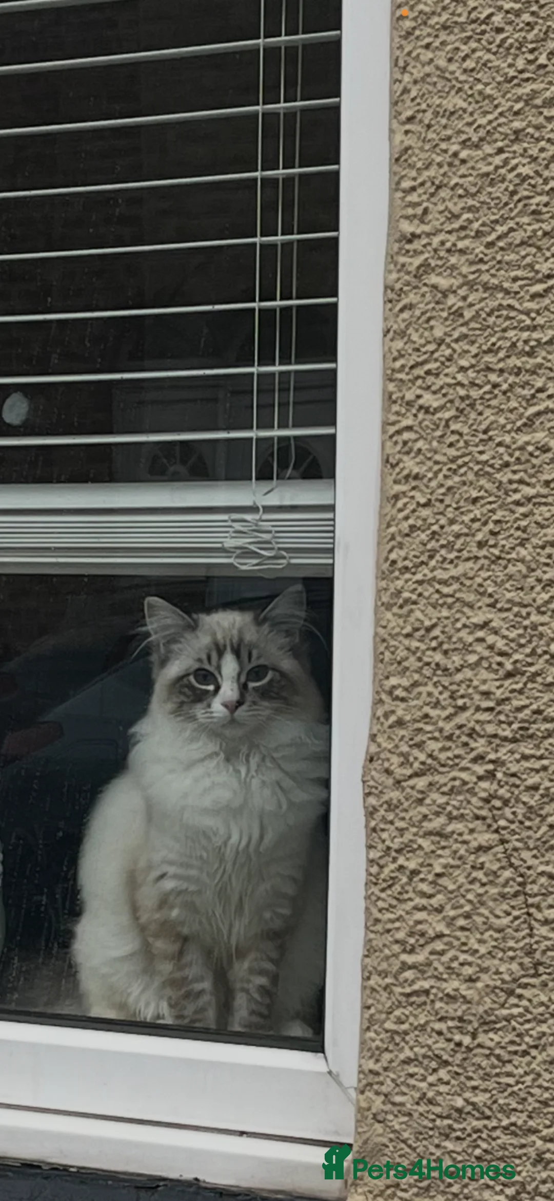 Ragdoll cats for sale: 6 month old male ragdoll - Advert 2