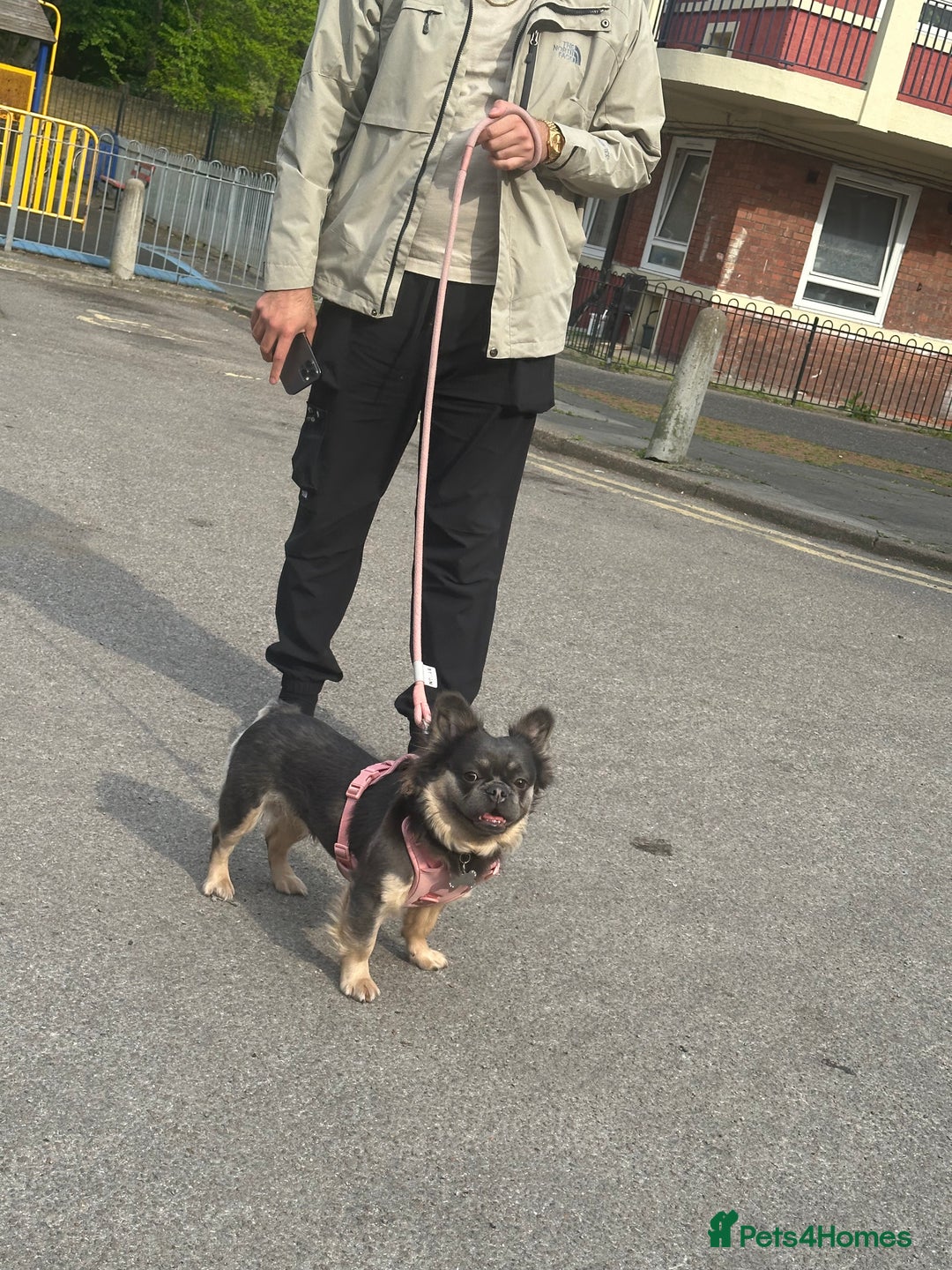 French Bulldog dogs for sale: Fluffy female Blue & Tan French Bulldog - Advert 4