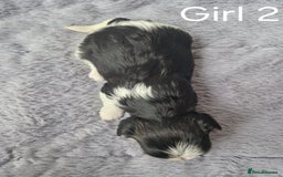 Biewer Terrier dogs for sale: Yorkshire Biewer Terriers Puppies - Image 6