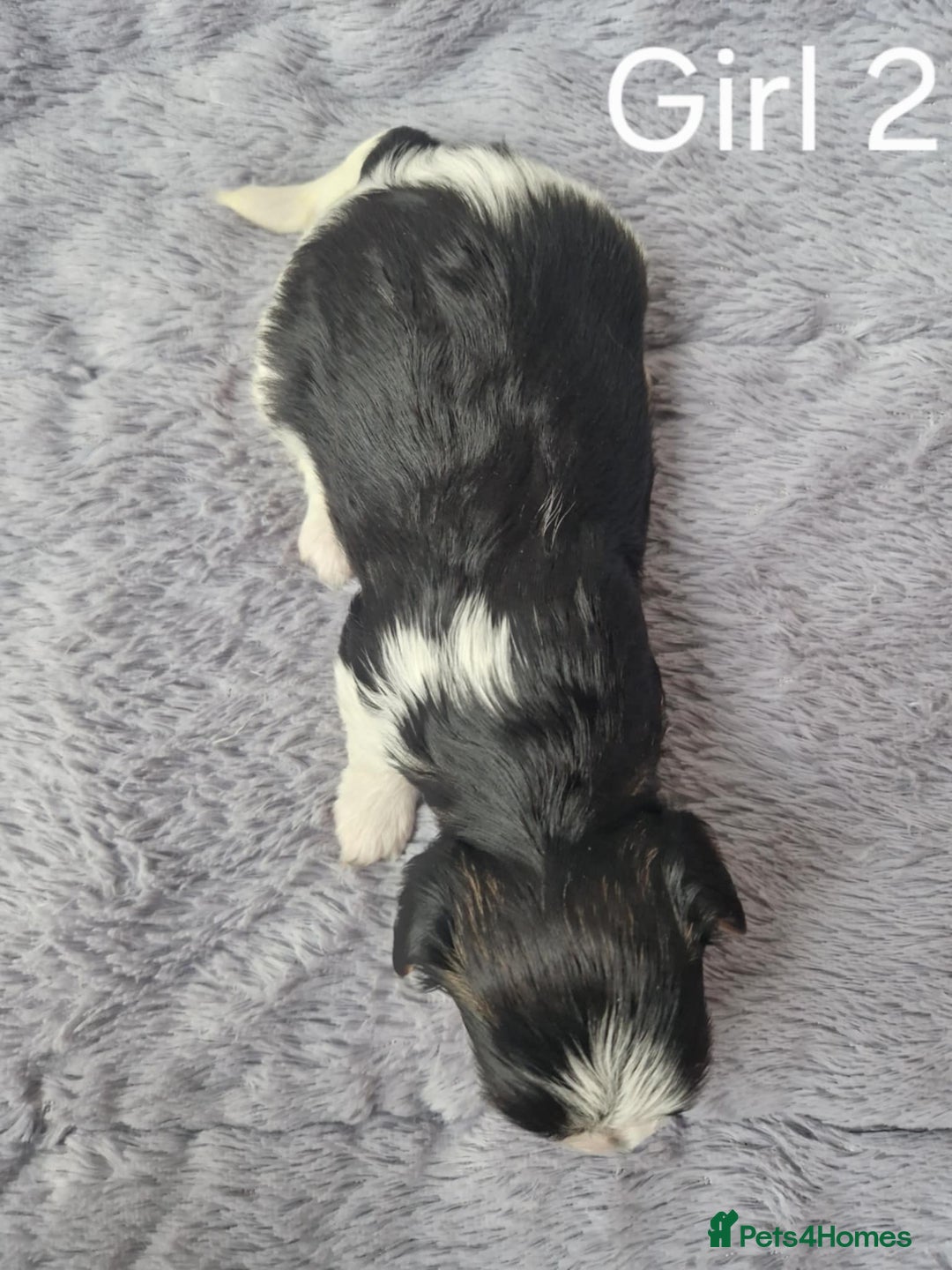 Biewer Terrier dogs for sale: Yorkshire Biewer Terriers Puppies - Image 6