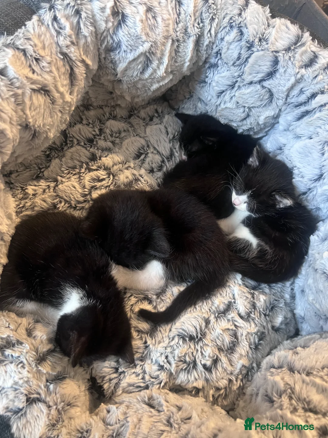Mixed Breed cats for sale: 4 kittens for sale  - Advert 2