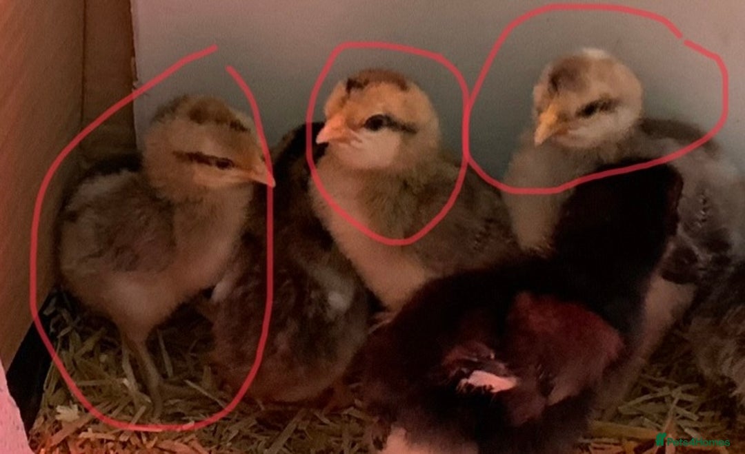 Chickens poultry for sale: Trio cream leg bar chicks  - Image 1