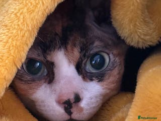 Sphynx cats Fuzzy Female Sphynx - Advert 1