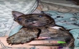 Staffordshire Bull Terrier dogs for sale: Gorgeous chunky male staffys - Image 10