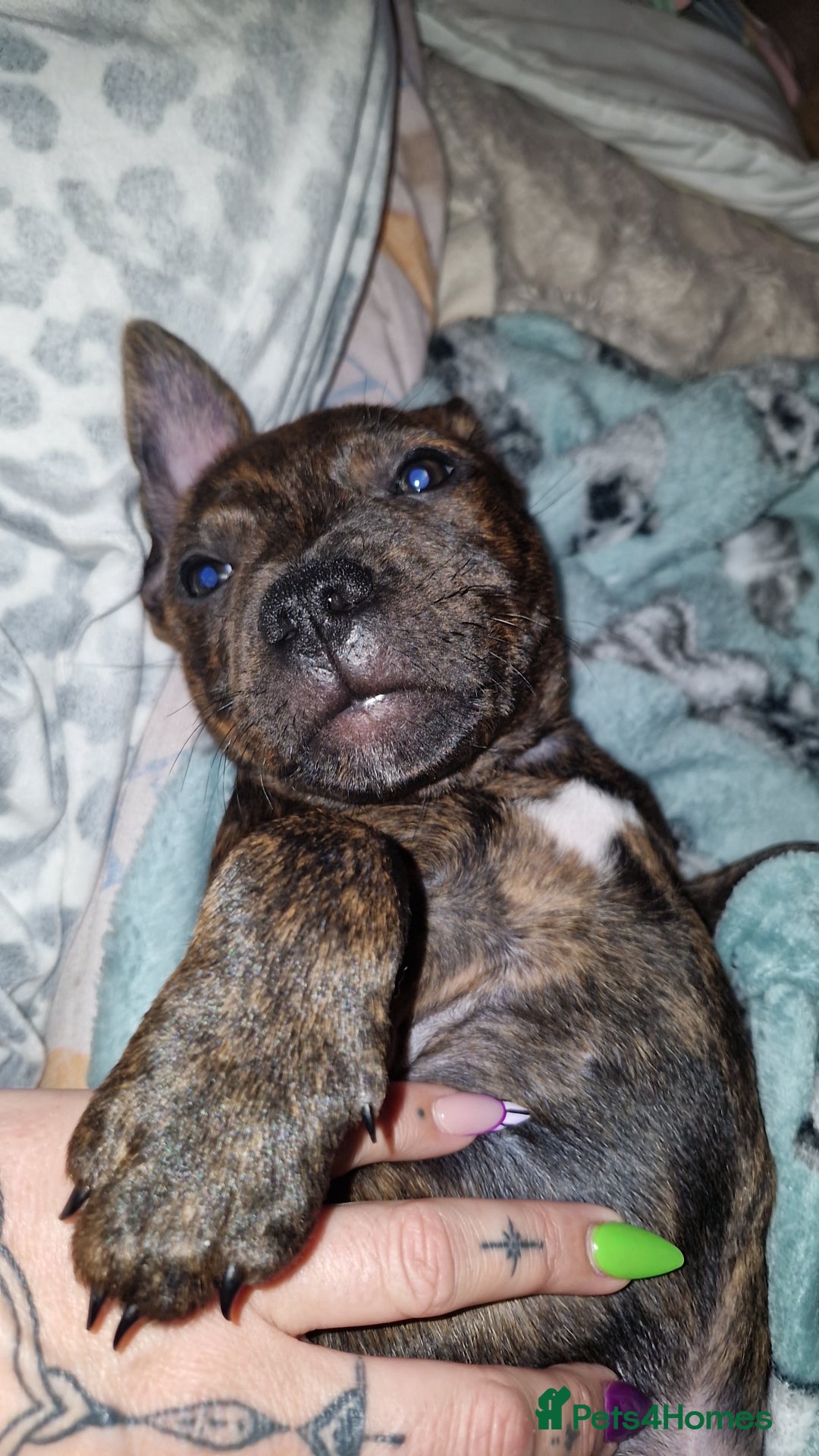 Staffordshire Bull Terrier dogs for sale: Gorgeous chunky male staffys - Image 10