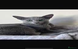 Russian Blue cats for sale: Russian Blue kitten  - Image 3