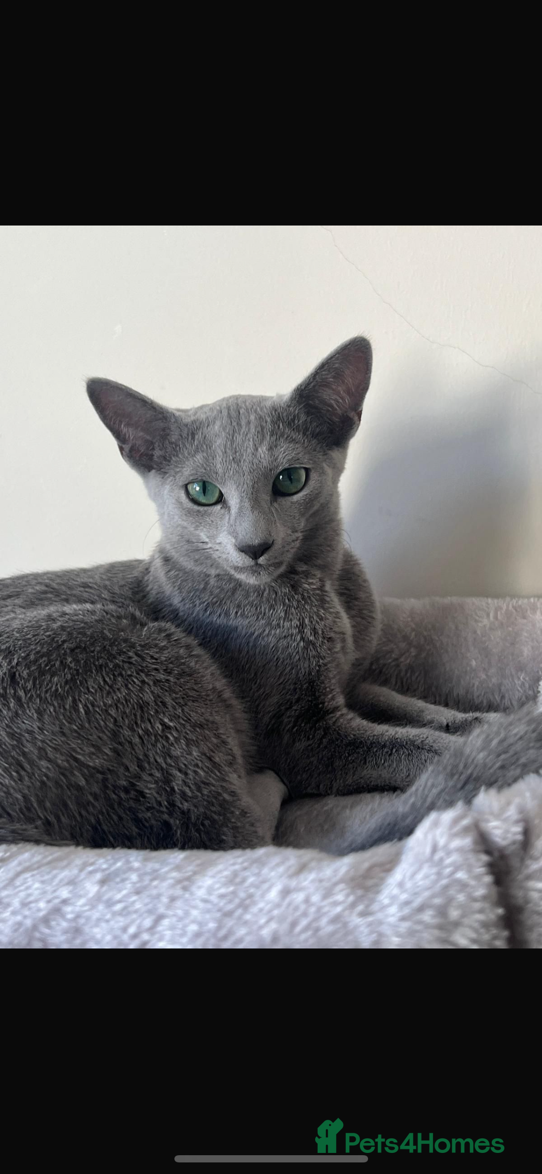 Russian Blue cats for sale: Russian Blue kitten  - Image 3