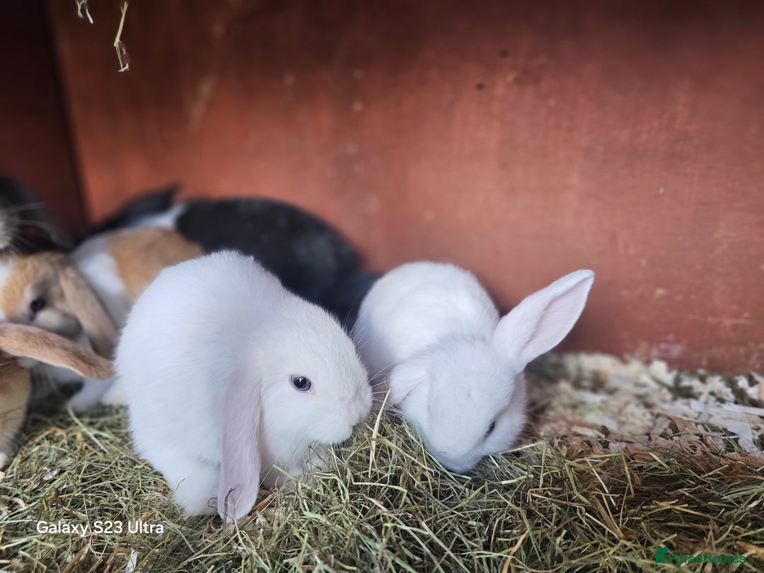 Mini Lop rabbits for sale: Beautiful mix litter very friendly bunnys - Image 4