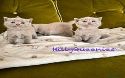 British Shorthair cats for sale: British Shorthair 5th Gen Pedigree kittens🐾 - Image 5