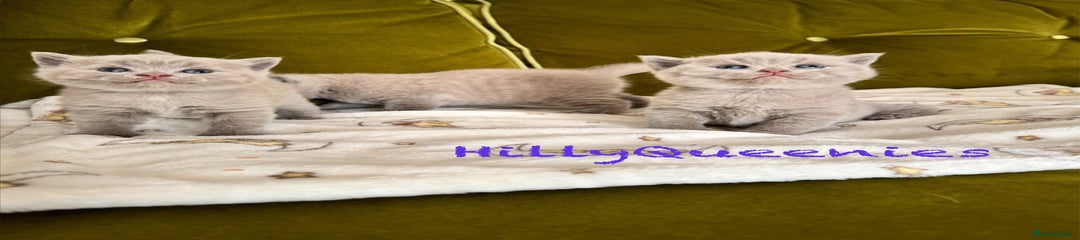 British Shorthair Kitten 3