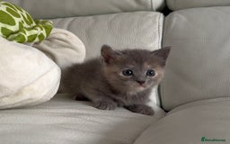 Mixed Breed cats for sale: Stunning Persian x Siamese kittens - Image 4