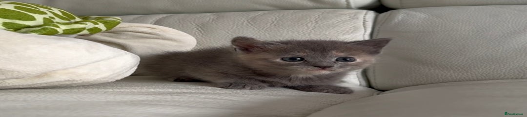 Kitten 2