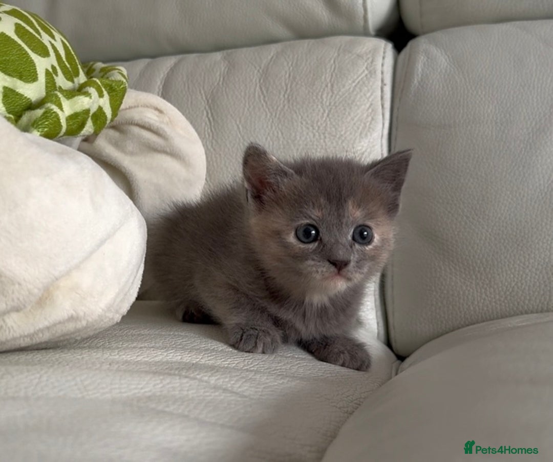 Mixed Breed cats for sale: Stunning Persian x Siamese kittens - Image 4