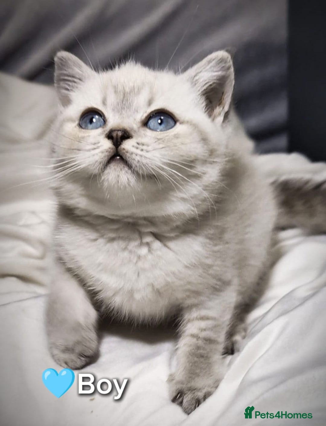 British Shorthair cats for sale: ❤️💙Last 2 Kittens ● TICA Reg ● BSH ●Colorpoints ✨ - Image 13