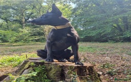 Belgian Shepherd Dog dogs for sale: Malinois Pups. Intentionally Bred as family dogs - Advert 2