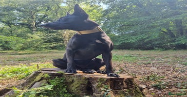 Belgian Shepherd Dog dogs Malinois Pups. Intentionally Bred as family dogs - Advert 9