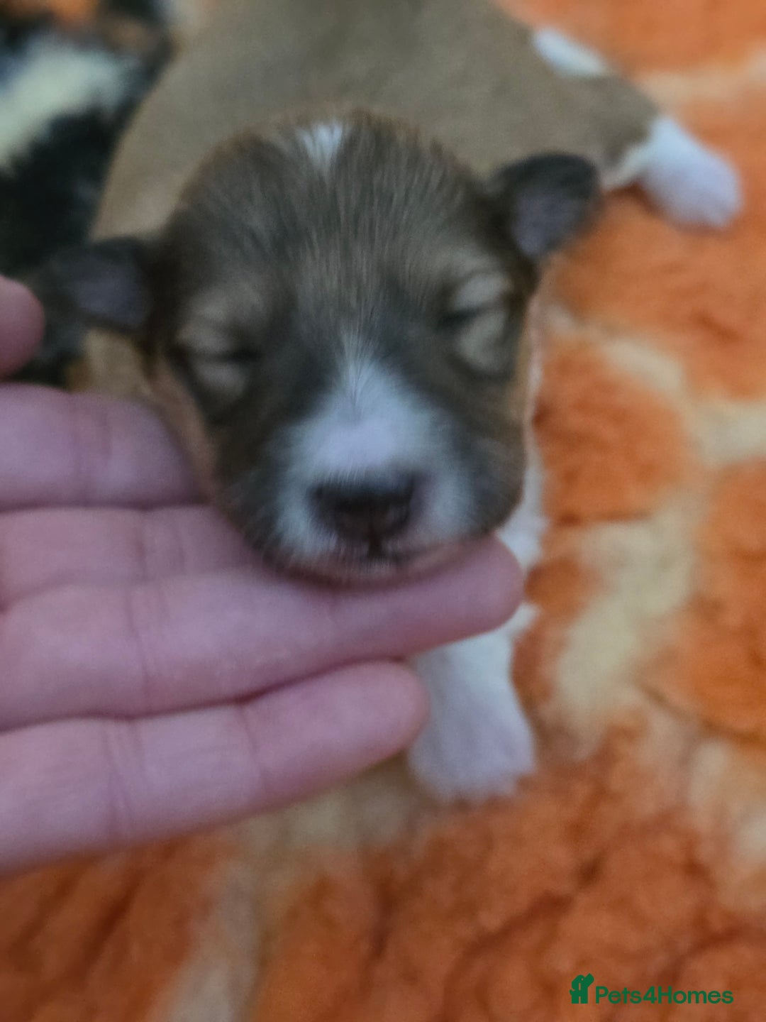 Shetland Sheepdog dogs for sale: Shetland sheepdog girl pups - Advert 7