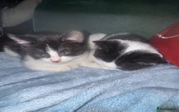 Mixed Breed cats for sale: 3 kittens looking for forever homes  - Image 10