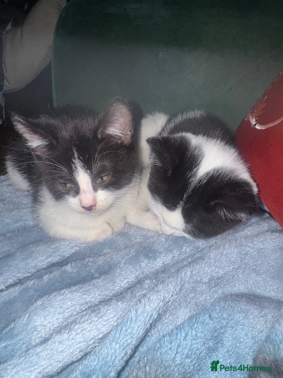 Mixed Breed cats for sale: 3 kittens looking for forever homes  - Image 10