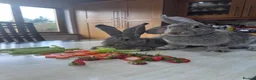 Continental Giant rabbits for sale: Pure bread continental giant Rabbits  - Advert 4