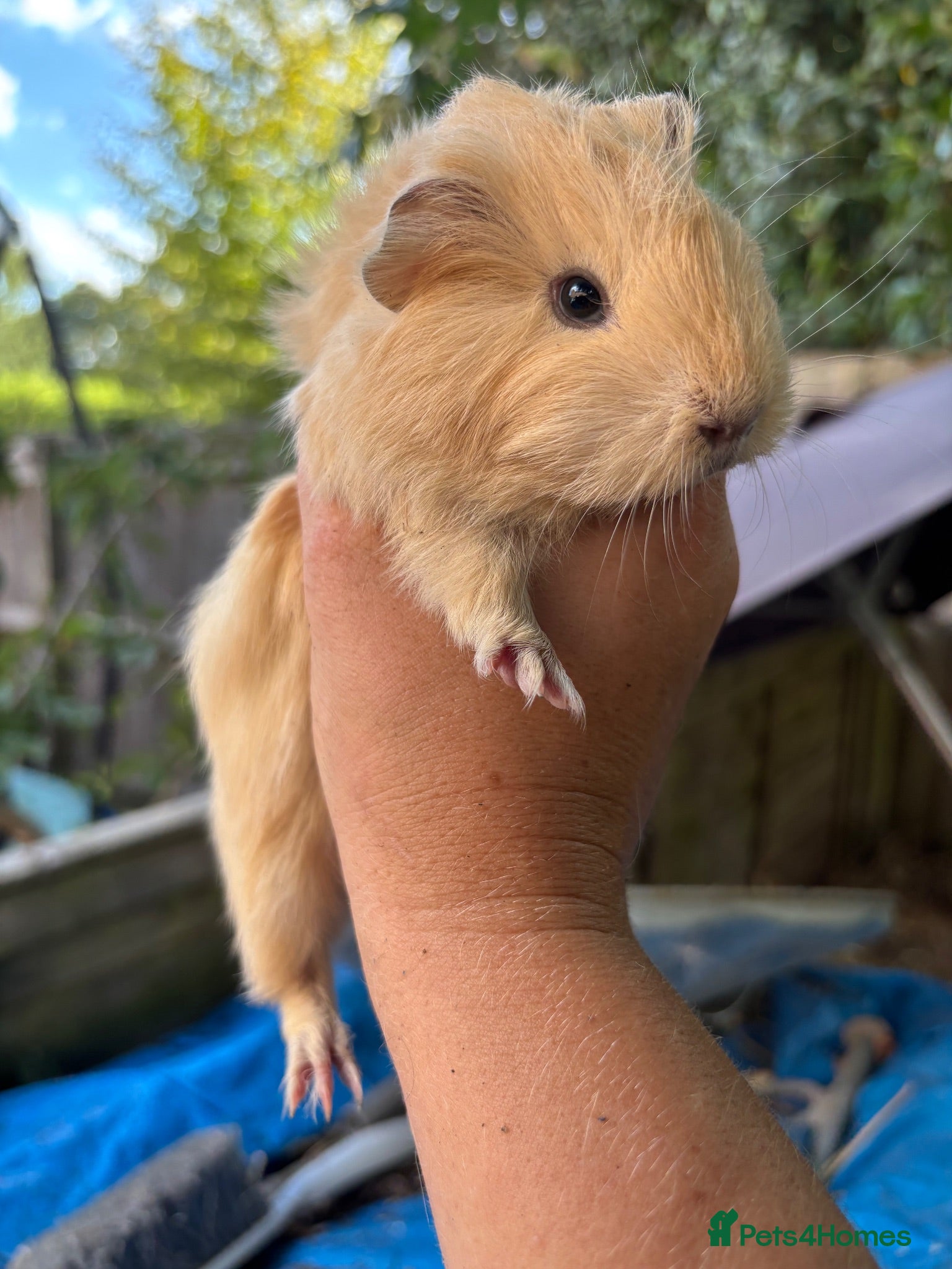 Guinea Pig rodents Super Fluffy PeruvianSilkie guineapig babies - Advert 1