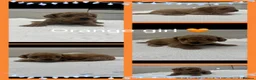 Cavapoo dogs for sale: Beautiful F1B Teddy Toy cavapoos  - Advert 7