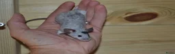 Mouse rodents for sale: Hereford Mice in Hitchin - Advert 4